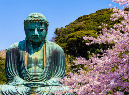 Great Buddha statue with sakura cherry blossoms in the foreground, in Kamakura
