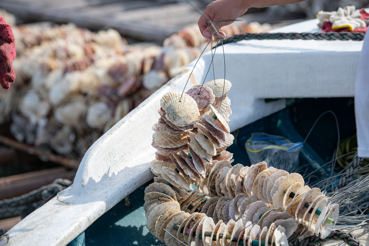 The spats attach themselves to the scallop shells hanging down into the water from bamboo rafts.